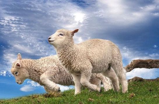 属羊贵人是属什么最好？2019年催旺运势