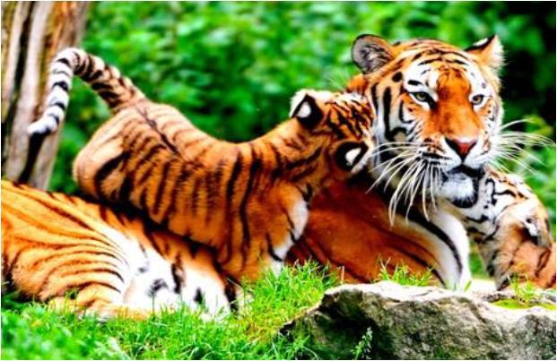 2022年生肖虎几月出生最好命和2022出生的虎